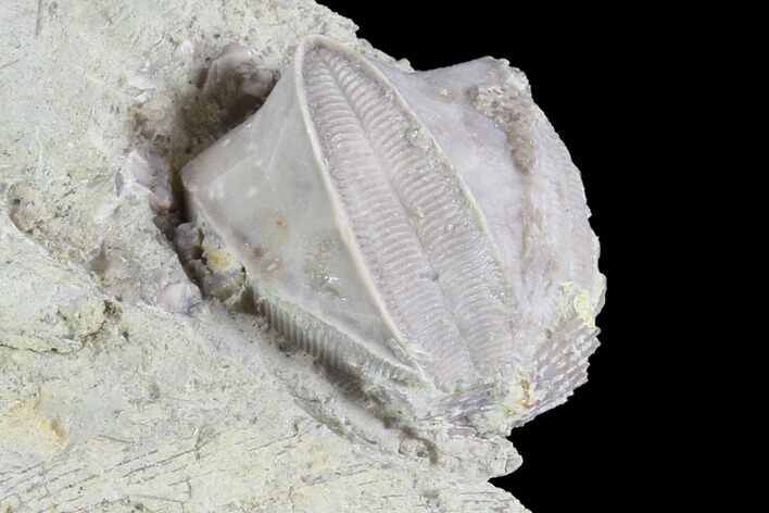 Blastoid (Pentremites) Fossil - Illinois #86459